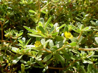 Cách Trị Mụn Cám Nhanh Chóng Cho Nam